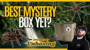 Tarantula And True Spider Mystery Box Unboxing! Spider Shop Delivery!