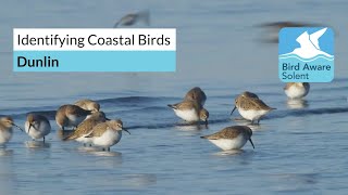Identifying Coastal Birds Dunlins