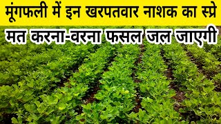 मूंगफली के लिए बेस्ट खरपतवार नाशक दवा | groundnut herbicide | મગફળી નિંદામણ ની દવા | imazethapyr |