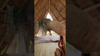 Friendly Elephant Saying Hi to a Lady and a Boy
