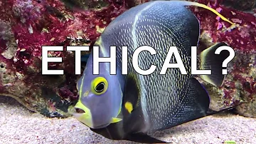 Are aquariums cruel?