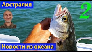 Природа Австралии. Новости из океана, выпуск 2. (видео 137) Природа Австралии. Новости из океана, выпуск 2. (видео 137)