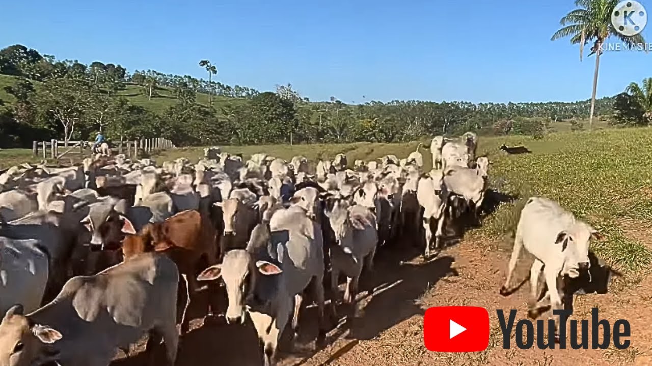MANEJO PESADO! 😱 Border Collies Quebrando e Conduzindo 259 Garrotes