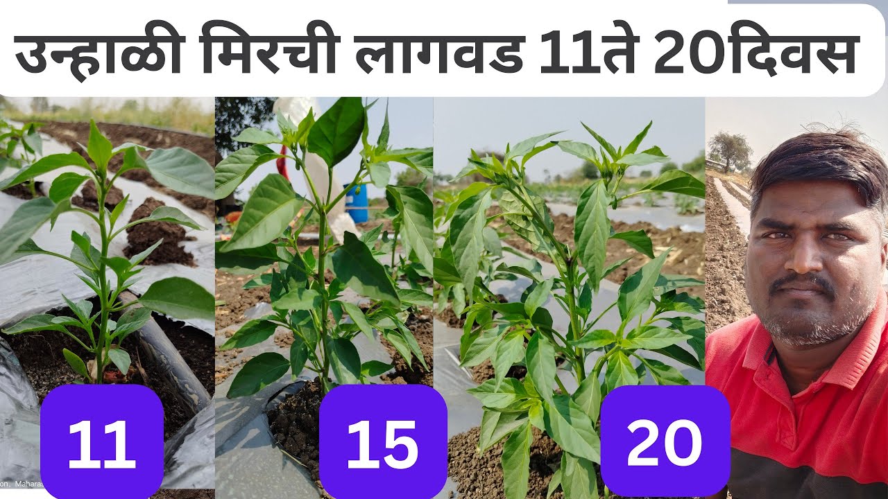 उन्हाळी मिरची लागवड 11-20 दिवस ! एकसमान डेरेदार वाढ ! कळी चालु.