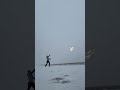 Frosmoth - Pokémon Catch