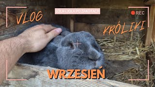 We're waiting for the kittens to be born | We're checking up on Lola and Jola