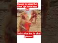 #funny #highlights monkey comedy video 😭😭