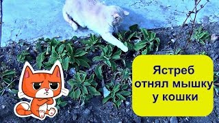 Шок! Ястреб отнял мышь у кошки. Возле моего дома.