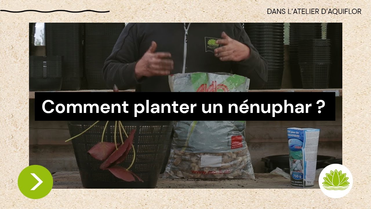 comment planter nenuphar