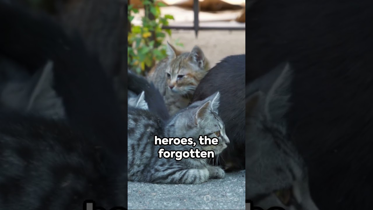 The Unseen Struggles: Life of Street Cats
