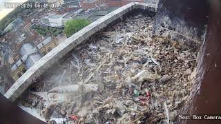 The Wakefield Peregrine Project - Internal Nest Camera