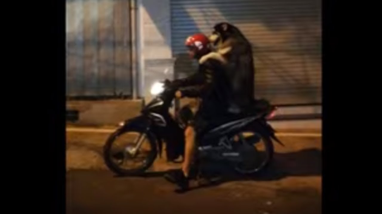 videos for cats Husky goes for ride on back of scooter in Vietnam