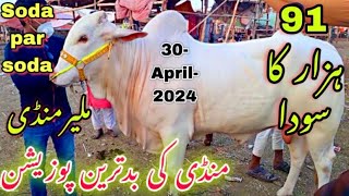 Malir Mandi Cattle Rates Update |30-April-2024 | Soda Par Soda 😍Malir Mandi Update |Cow Mandi 2024