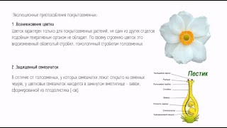 Высшие растения. Покрытосеменные. 8 урок по подготовке к ВсОШ по биологии. 7-9 класс.