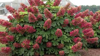 Hydrangea Ruby Slippers (Oakleaf Hydrangea) // Outstanding, Compact, Free Flowering Native Shrub 👌💚 Resimi