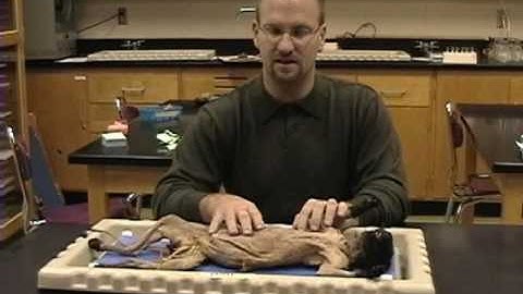 Cat Dissection Part 1