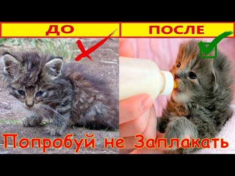 Шанс На Жизнь. Кормим Бездомных Котят. Chance of Life. We feed the Homeless Kittens.