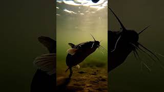 Download Lagu 🔥 Umpan Crazy Fish Bites! 364 2K - Anda Tak Akan Percaya! ✨ MP3