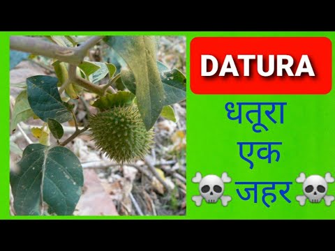 वीडियो: धतूरा - जहरीला धतूरा