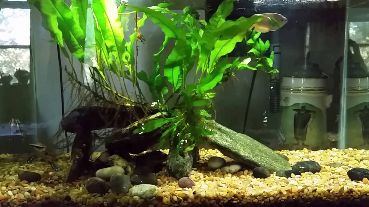 Cory Cat Laid Eggs in My Living Room Tank 
