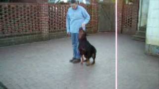 Penny Obedience and tricks