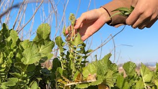 菜の花やノビルなど、春の山野草摘み(ネタ切れ)