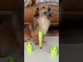 愛犬がおもちゃを買って欲しいというので...