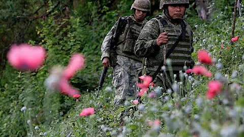 Amapola. Operativo en la montaña de Guerrero