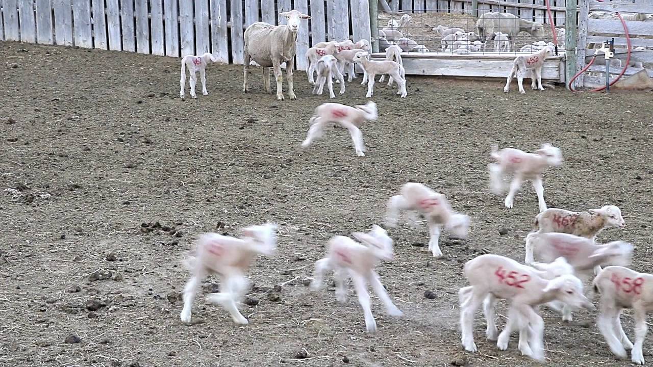 Helle Rambouillet Ranch / National Sheep Improvement Program - YouTube
