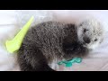 Newborn Sea Otter Rescued and Cared For After He Was Found Alone