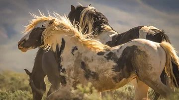 The Mighty Wild Stallion Thor of McCullough Peaks in Wyoming by Karen King