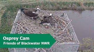 1st Egg Laid on 2024 Osprey Cam | 4.27.24