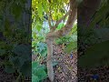 Training an Avocado Tree Into a Living Canopy 🌿 | Backyard Garden Setup