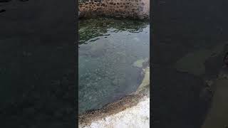 Açores, Ilha Terceira (1)