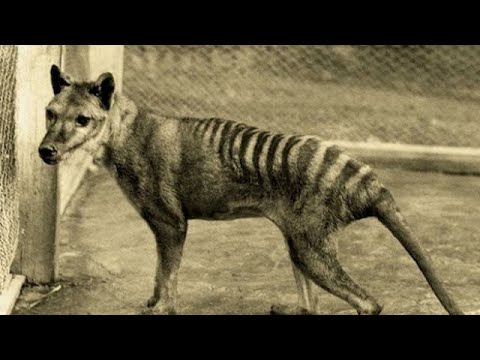  Hewan  asli Indonesia yg  unik  dan hampir punah YouTube