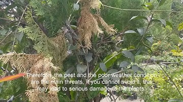 BOTANIX IoT DCC ICT TVL