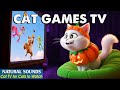Funny Interactive CAT TV－Top Cat Games That Boost Your Cat’s Mood &amp; Curiosity 😻 Best Video for Cats