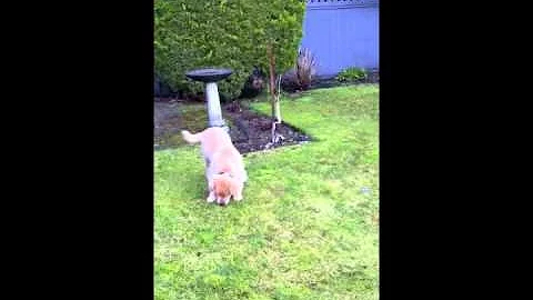 Cody's Big Play