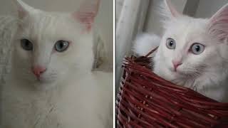 Ankara Cat Maintaining And Properties (Turkish Angora Cat)