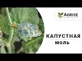 Капустная моль / Методы борьбы