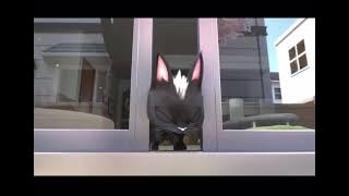 Rudolf The Black Cat 2016 - part 2