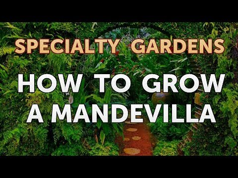 วีดีโอ: การดูแลพืช Mandevilla - การปลูก Mandevilla ในสวนของคุณ