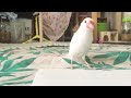 ノートを噛みにくる文鳥