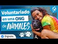 🐶 ONG ANIMAL | Qué saber antes del voluntariado con animales 🐵