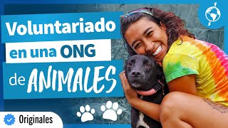 ONG ANIMAL | Qué saber antes del voluntariado con animales