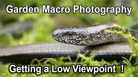 Garden Macro Photography - Getting down low with the OM1 and the 90mm Macro