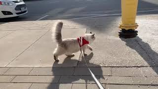 Siberian Cat goes on walk with leash training by Aegon Cat 9,320 views 3 years ago 10 minutes, 11 seconds