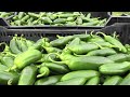 Salmonella concerns causing product recalls - what you need to know