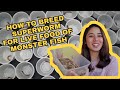 How to breed superworm  full details from worm to beetles