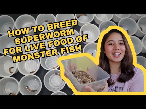 How to Breed Superworm | Full Details from Worm to Beetles